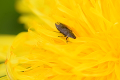 Anthaxia