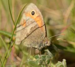Coenonympha pamphilus