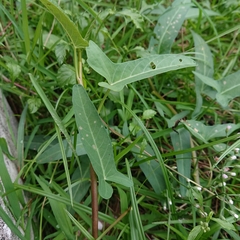 Ipomoea aquatica