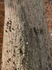 Ceiba pubiflora