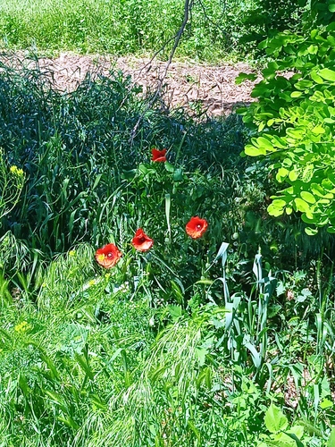 common poppy