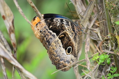 Caligo beltrao