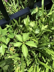 Parthenocissus quinquefolia