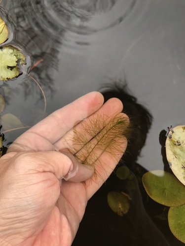 Low watermilfoil (Myriophyllum humile)