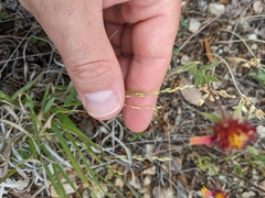 Panicum hallii