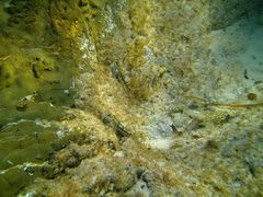 Lepidoblennius marmoratus