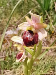 Ophrys exaltata