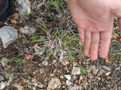 Panicum hallii