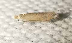 Phyllonorycter delitella
