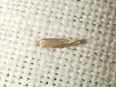 Phyllonorycter delitella