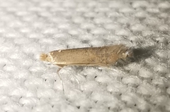 Phyllonorycter delitella