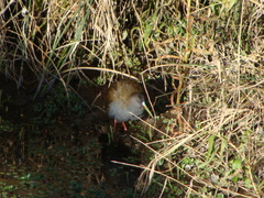 Pardirallus sanguinolentus