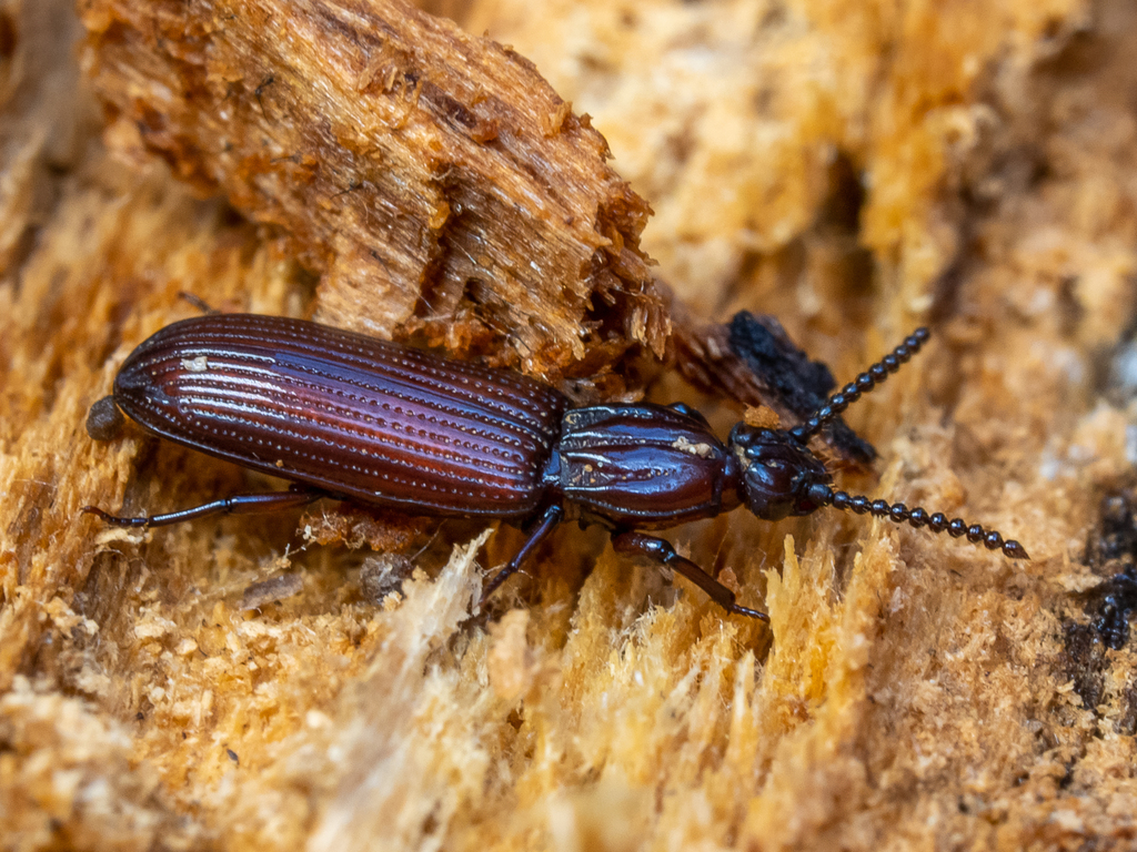 Rhysodes sulcatus