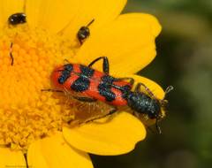Trichodes umbellatarum