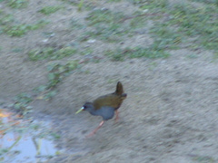 Pardirallus sanguinolentus
