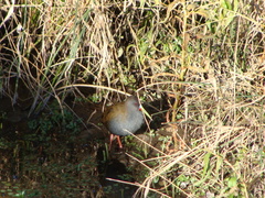 Pardirallus sanguinolentus