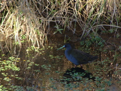 Pardirallus sanguinolentus