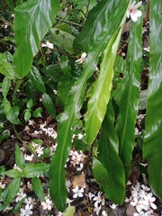 Alpinia shimadae