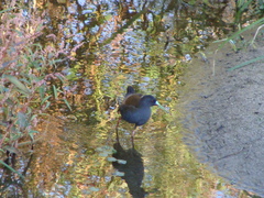 Pardirallus sanguinolentus