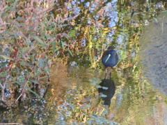 Pardirallus sanguinolentus