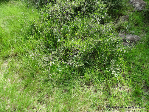 Quercus frutex