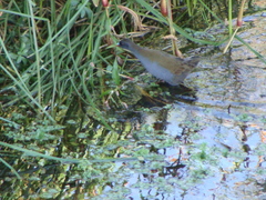 Pardirallus sanguinolentus