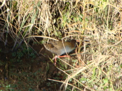 Pardirallus sanguinolentus