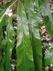Alpinia shimadae