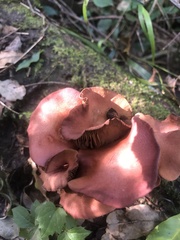 Tubaria rufofulva