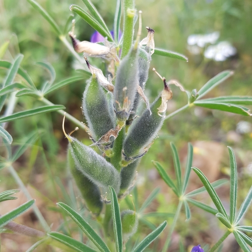 Narrow-leaved Lupine