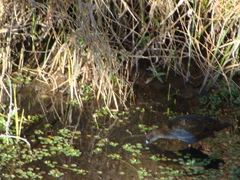 Pardirallus sanguinolentus