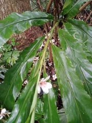 Alpinia shimadae