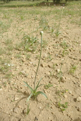 Image of Allium cyrilli