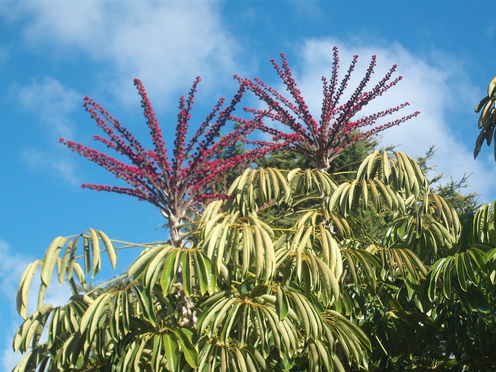 Schefflera actinophylla