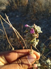 Pseudodictamnus africanus