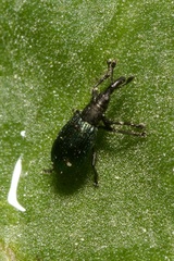 Perapion violaceum