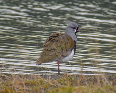 Vanellus chilensis chilensis