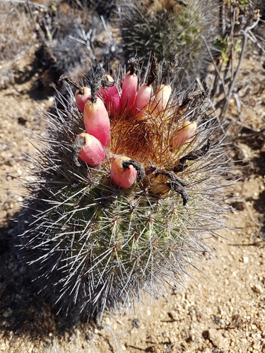 Eriosyce subgibbosa