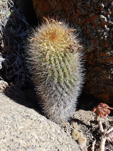 Eriosyce subgibbosa