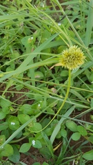Cyperus dubius