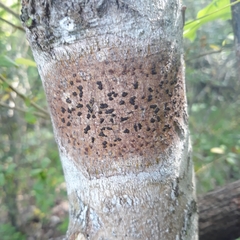 Bathelium carolinianum