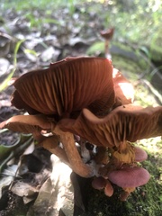 Tubaria rufofulva