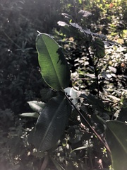 Ischnolepis natalensis