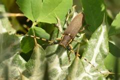 Agapanthia annularis