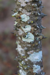 Hura polyandra
