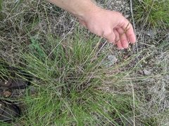 Eriochloa sericea