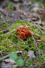Gyromitra gigas