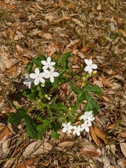 Cnidoscolus stimulosus