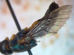 Himantigera silvestris