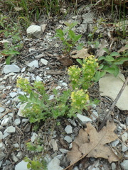 Cruciata taurica